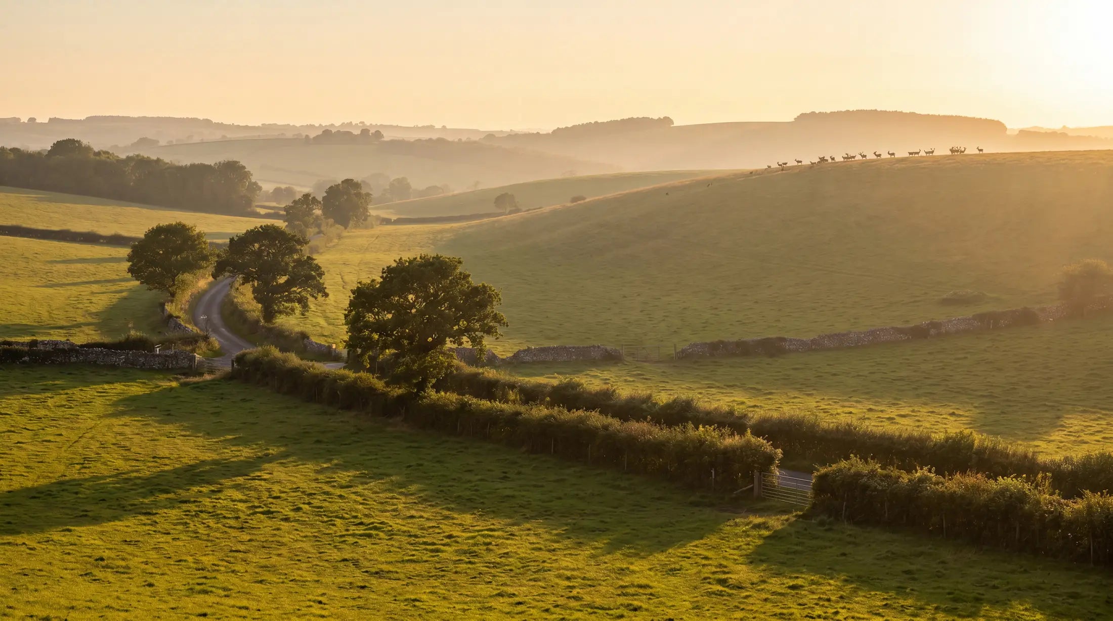 english rolling countryside at sunset with herd of deer in distance.